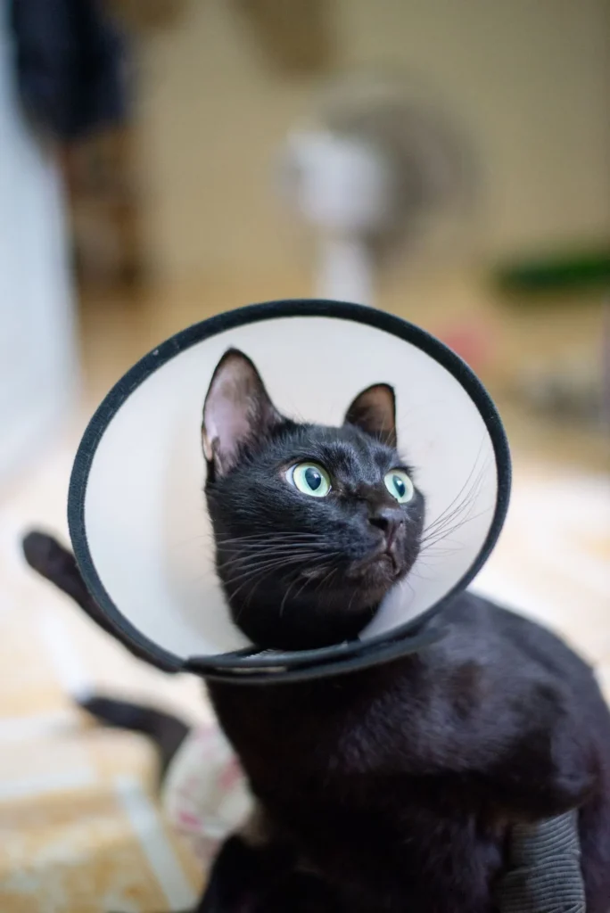a black cat in a cone recovers from a planned surgery