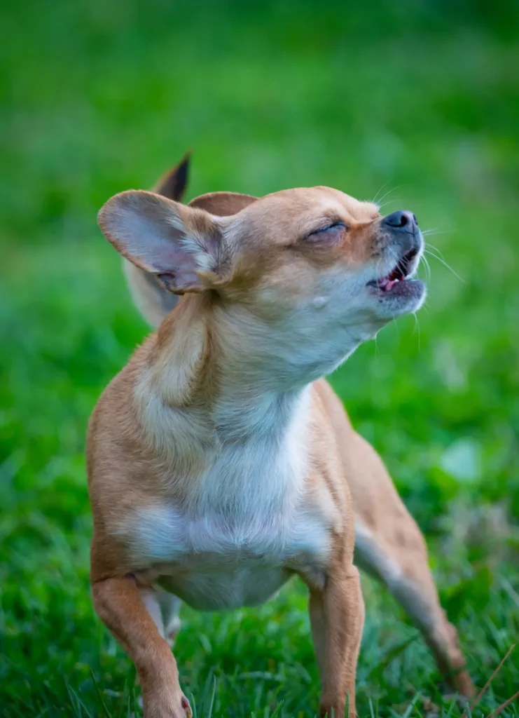 A tawny chihuahua engages in territorial barking