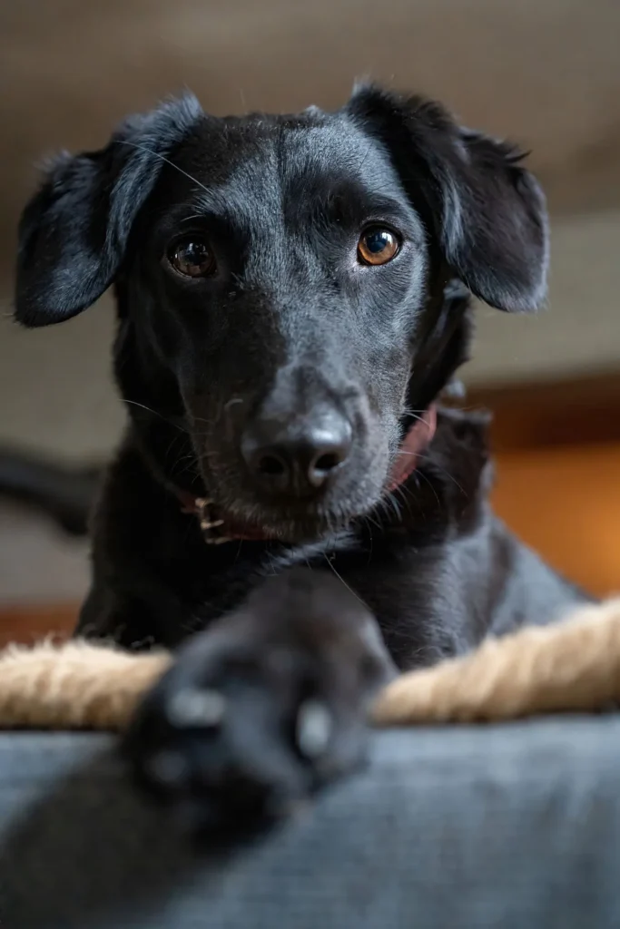 black lab relaxes on the couch after being screened for Cushing's disease