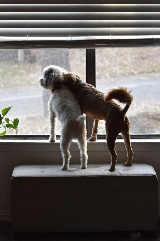 Two small dogs with iatrogenic Cushing's disease look out a window
