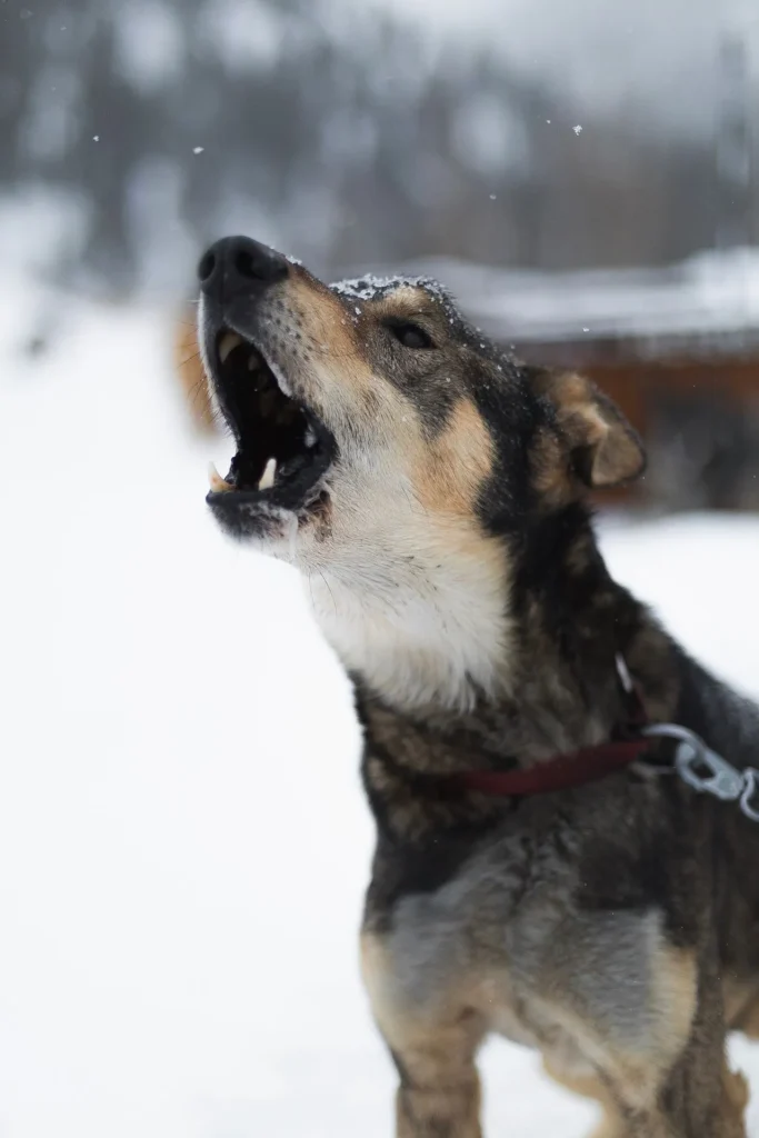 A tri colored dog outside in a snow-covered yard barks at neighbors