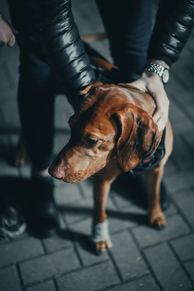 A pet owner uses a dog first aid kit to treat an injured paw