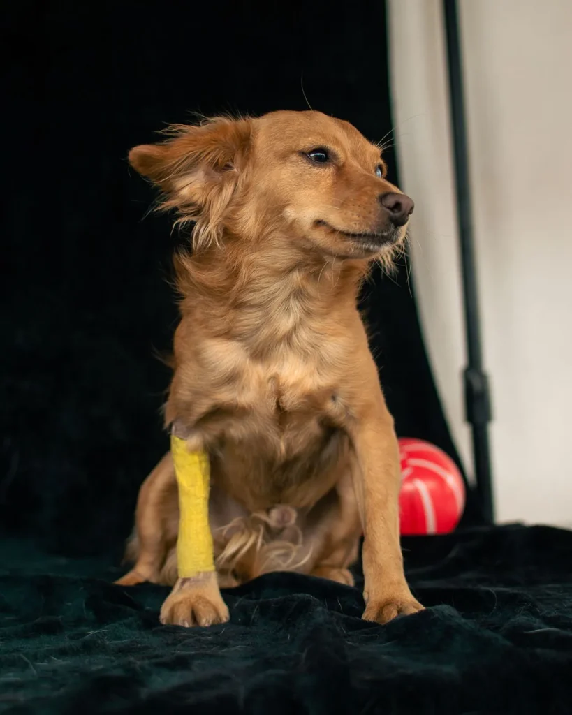 A small dog with a wrap on its leg from a dog first aid kit