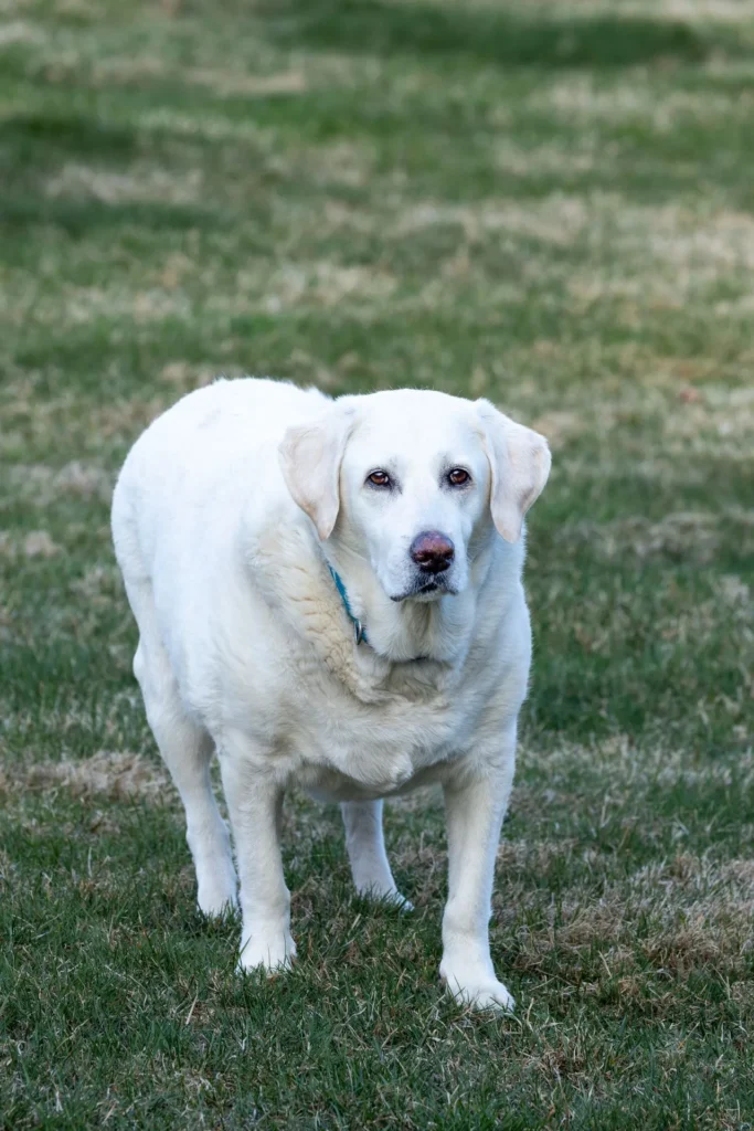 Obese lab walking in a field at a Raleigh park