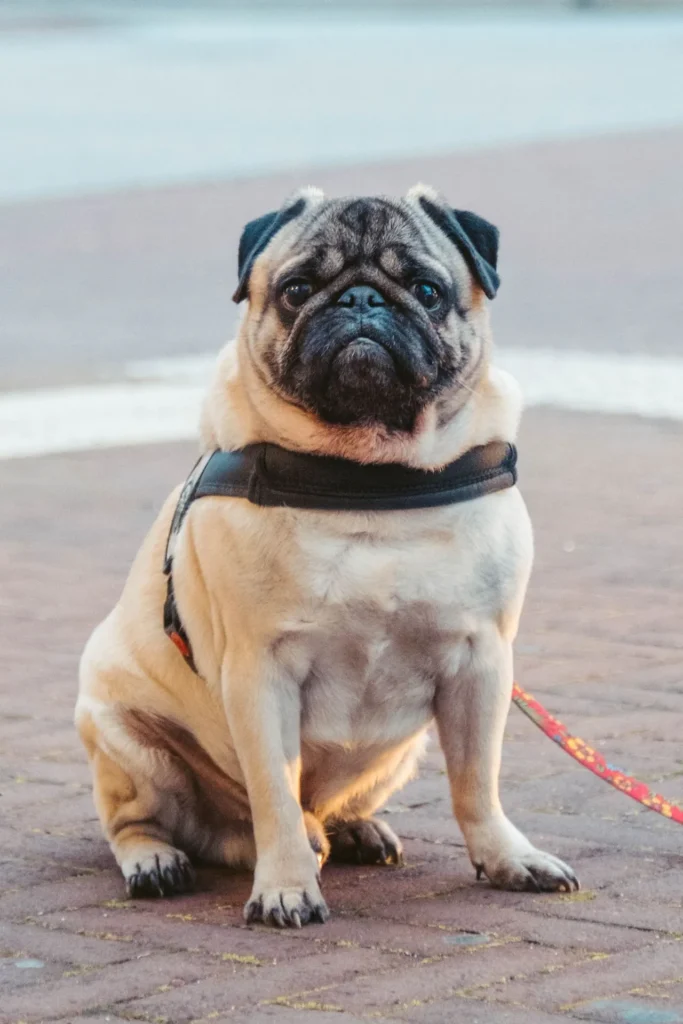 Obese pug exercises on a leash and harness