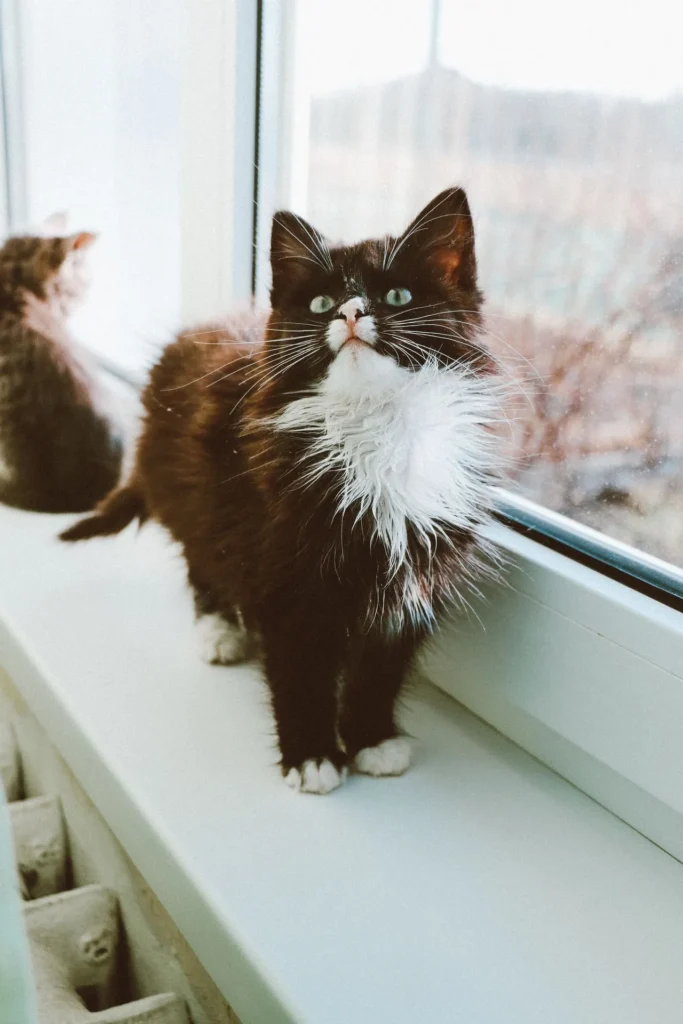 A tuxedo kitten perches on a window in a home that practices pet-safe pest control