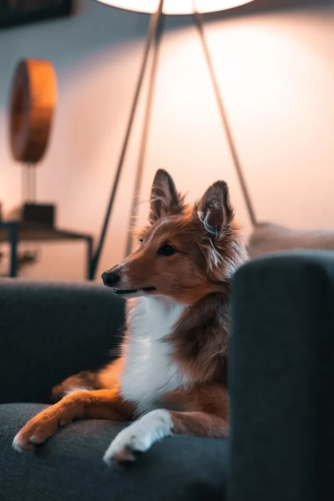 A miniature collie dog sits on the couch in a room that has been treated with pet-safe pest control